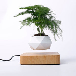 Floating-Plant-Pot-product-photo-light-brown-with-big-dark-green-bonsai-plant